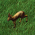 Antilope