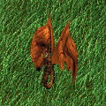 Drache