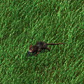 Braune Ratte
