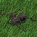 Blutspinne